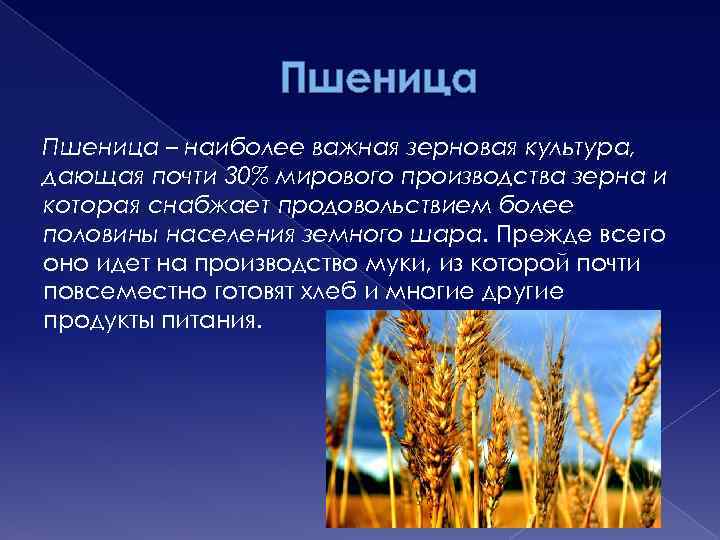 Пшеница – наиболее важная зерновая культура, дающая почти 30% мирового производства зерна и которая