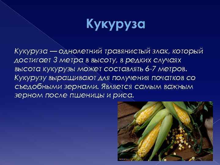 Кукуруза — однолетний травянистый злак, который достигает 3 метра в высоту, в редких случаях