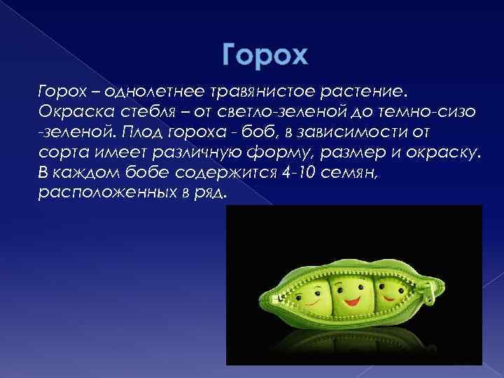 Горох – однолетнее травянистое растение. Окраска стебля – от светло-зеленой до темно-сизо -зеленой. Плод