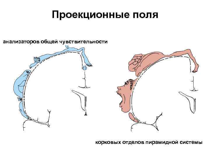 Проекционные поля анализаторов общей чувствительности корковых отделов пирамидной системы 