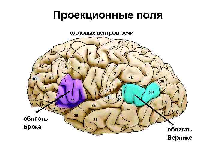 Высшие корковые функции