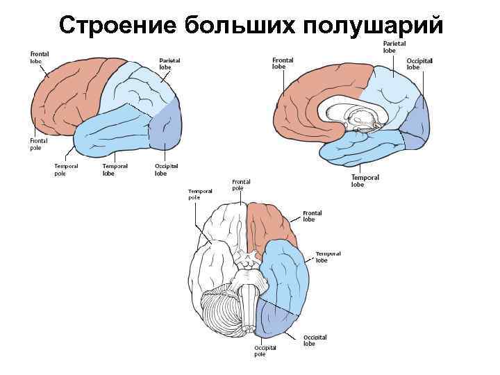 Строение больших полушарий 