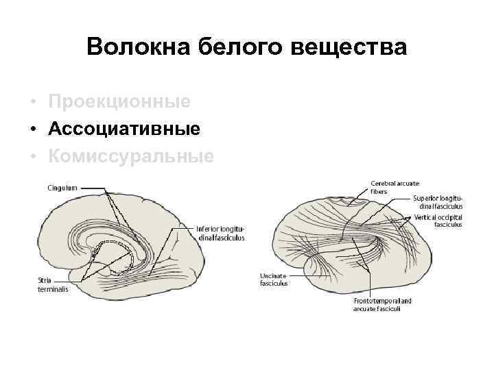 Волокна белого вещества • Проекционные • Ассоциативные • Комиссуральные 