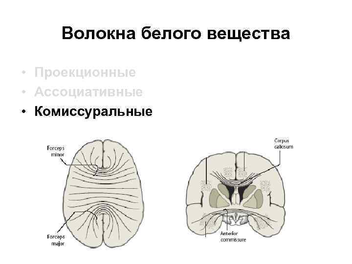 Волокна белого вещества • Проекционные • Ассоциативные • Комиссуральные 