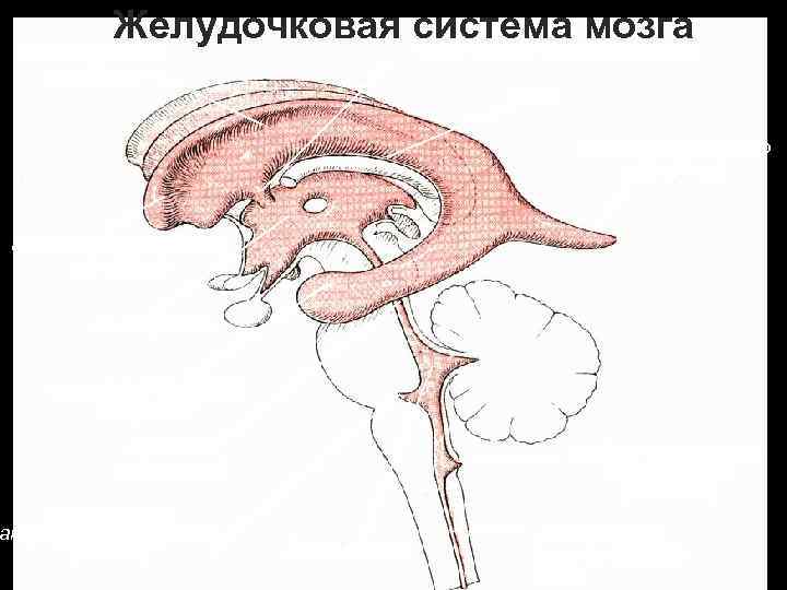 Желудочковая система мозга межжелудочковое отверстие тело бокового желудочка свод задний рог бокового желудочка передний