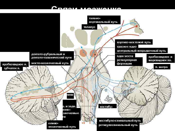 Связи мозжечка таламокортикальный путь таламус кортико-мостовой путь красное ядро центральный покрышечный путь дентато-рубральный и