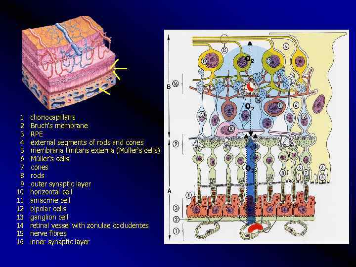 1 choriocapillaris 2 Bruch‘s membrane 3 RPE 4 external segments of rods and cones