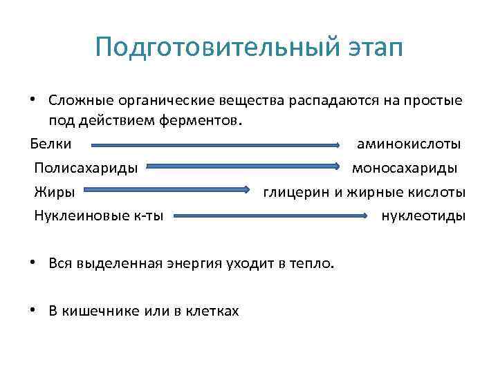 Подготовительный этап • Сложные органические вещества распадаются на простые под действием ферментов. Белки аминокислоты