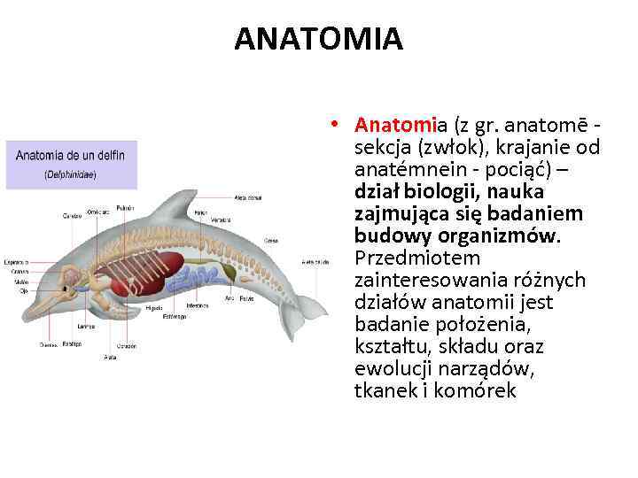 ANATOMIA • Anatomia (z gr. anatomē - sekcja (zwłok), krajanie od anatémnein - pociąć)