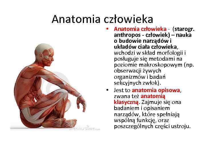Anatomia człowieka • Anatomia człowieka - (starogr. anthropos - człowiek) – nauka o budowie