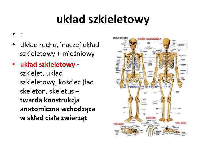 układ szkieletowy • : • Układ ruchu, inaczej układ szkieletowy + mięśniowy • układ
