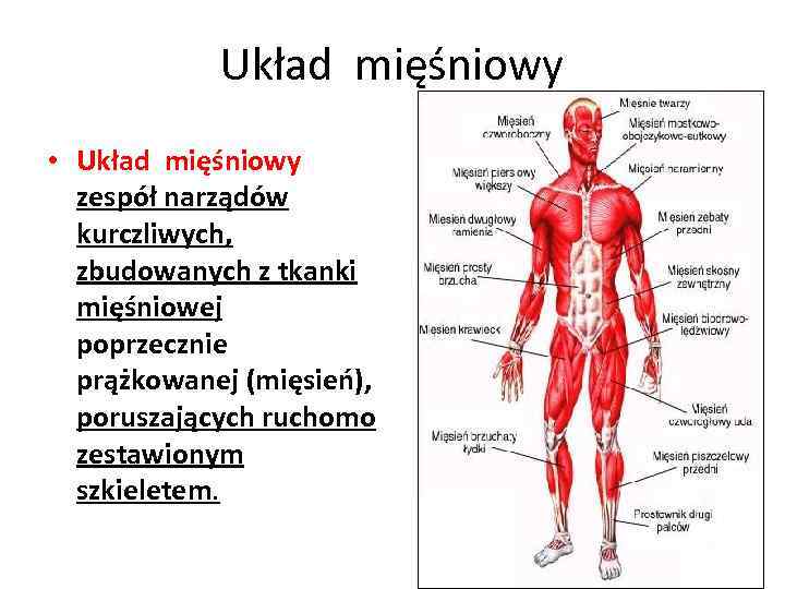 Układ mięśniowy • Układ mięśniowy zespół narządów kurczliwych, zbudowanych z tkanki mięśniowej poprzecznie prążkowanej