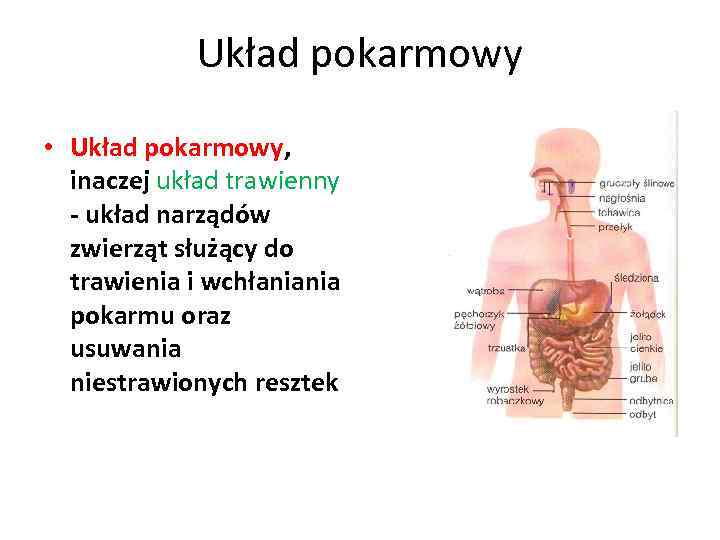 Układ pokarmowy • Układ pokarmowy, inaczej układ trawienny - układ narządów zwierząt służący do