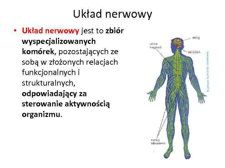 Układ nerwowy • Układ nerwowy jest to zbiór wyspecjalizowanych komórek, pozostających ze sobą w
