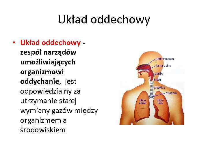 Układ oddechowy • Układ oddechowy - zespół narządów umożliwiających organizmowi oddychanie, jest odpowiedzialny za