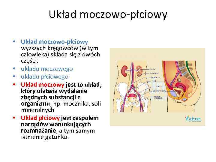 Układ moczowo-płciowy • Układ moczowo-płciowy wyższych kręgowców (w tym człowieka) składa się z dwóch