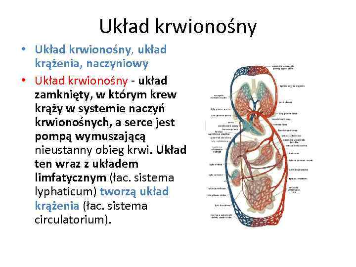 Układ krwionośny • Układ krwionośny, układ krążenia, naczyniowy • Układ krwionośny - układ zamknięty,