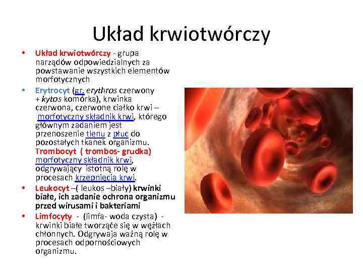 Układ krwiotwórczy • • Układ krwiotwórczy - grupa narządów odpowiedzialnych za powstawanie wszystkich elementów