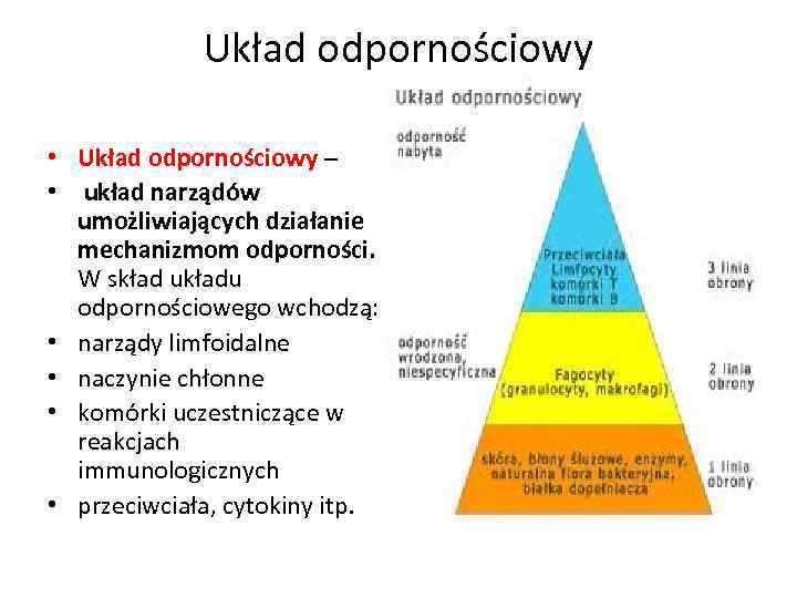 Układ odpornościowy • Układ odpornościowy – • układ narządów umożliwiających działanie mechanizmom odporności. W
