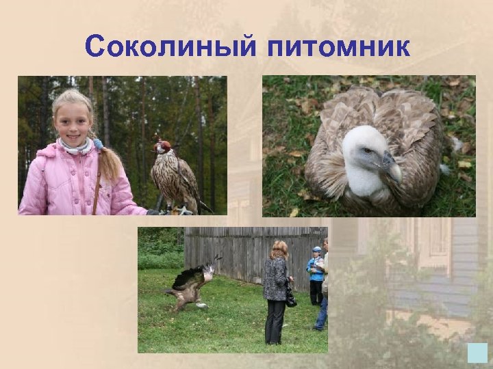 Соколиный питомник 