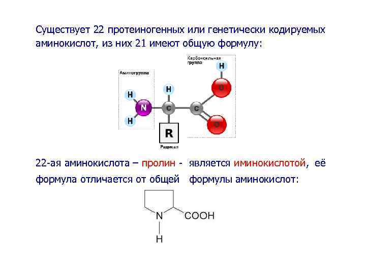 Известно аминокислот. Протеиногенные аминокислоты структура. Химическое строение протеиногенных аминокислот. Протеиногенные аминокислоты строение. Ароматические протеиногенные аминокислоты.