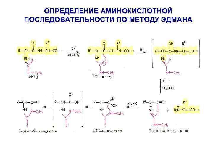 Цепь аминокислот в определенной последовательности. Определения аминокислотной последовательности по методу Эдмана. Методы определения n концевой аминокислоты. Метод Эдмана аминокислоты. Реакция Эдмана аминокислота.