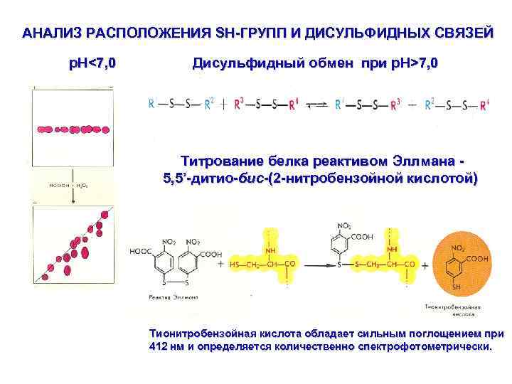 АНАЛИЗ РАСПОЛОЖЕНИЯ SH-ГРУПП И ДИСУЛЬФИДНЫХ СВЯЗЕЙ p. H<7, 0 Дисульфидный обмен при p. H>7,