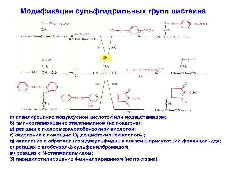 Модификация сульфгидрильных групп цистеина а) алкилирование иодуксусной кислотой или иодацетамидом; б) аминоэтилирование этиленимином
