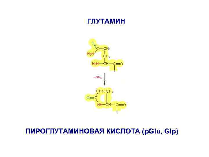 ГЛУТАМИН ПИРОГЛУТАМИНОВАЯ КИСЛОТА (p. Glu, Glp) 