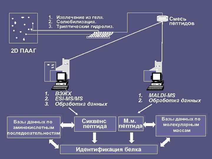 1. Извлечение из геля. 2. Солюбилизация. 3. Триптический гидролиз. Смесь пептидов 2 D ПААГ