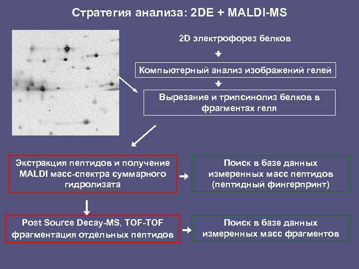 Стратегия анализа: 2 DE + MALDI-MS 2 D электрофорез белков Компьютерный анализ изображений гелей