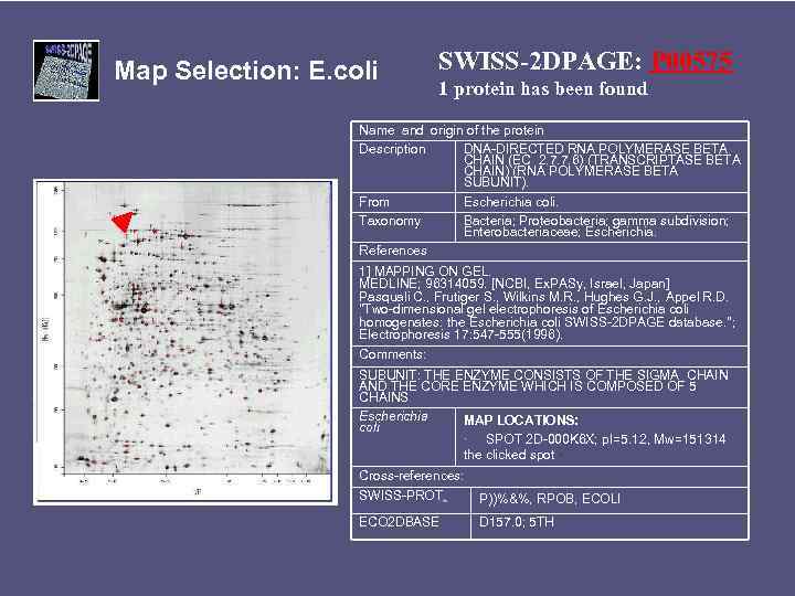 Map Selection: E. coli SWISS-2 DPAGE: P 00575 1 protein has been found Name