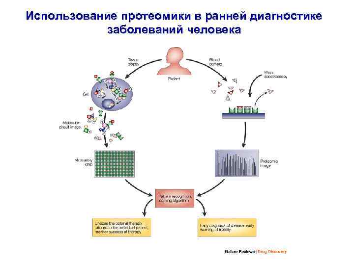 Использование протеомики в ранней диагностике заболеваний человека 