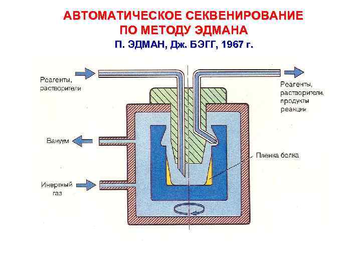 АВТОМАТИЧЕСКОЕ СЕКВЕНИРОВАНИЕ ПО МЕТОДУ ЭДМАНА П. ЭДМАН, Дж. БЭГГ, 1967 г. 