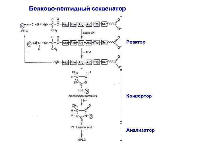 Белково-пептидный секвенатор Реактор Конвертор Анализатор 