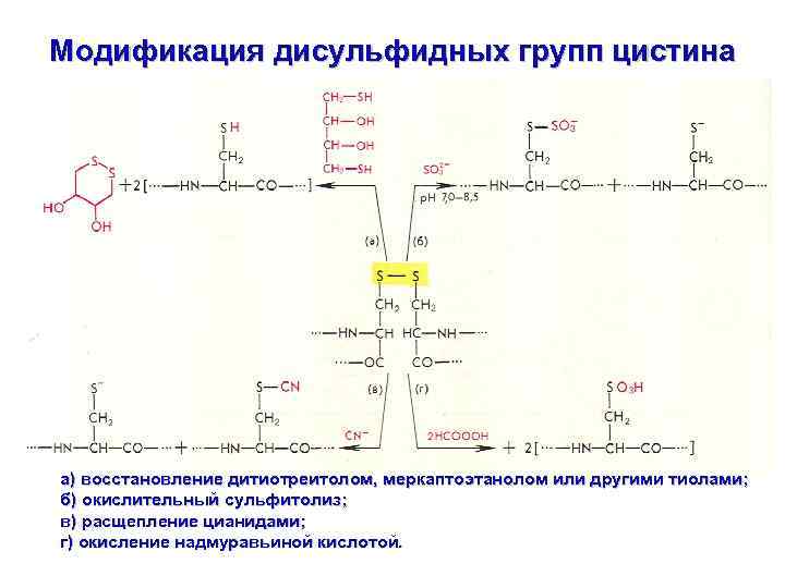 Модификация дисульфидных групп цистина а) восстановление дитиотреитолом, меркаптоэтанолом или другими тиолами; б) окислительный сульфитолиз;