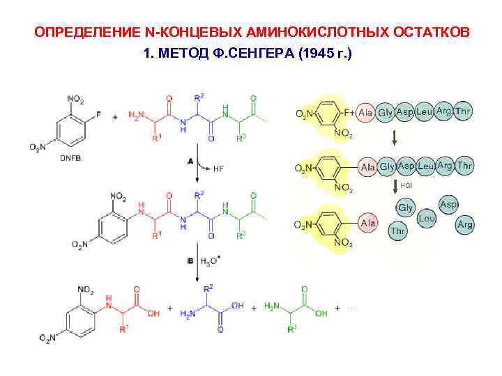 ОПРЕДЕЛЕНИЕ N-КОНЦЕВЫХ АМИНОКИСЛОТНЫХ ОСТАТКОВ 1. МЕТОД Ф. СЕНГЕРА (1945 г. ) 