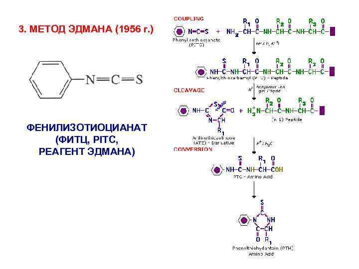 3. МЕТОД ЭДМАНА (1956 г. ) ФЕНИЛИЗОТИОЦИАНАТ (ФИТЦ, PITC, РЕАГЕНТ ЭДМАНА) 