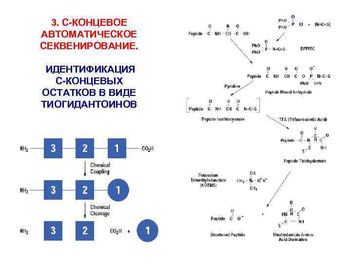 3. С-КОНЦЕВОЕ АВТОМАТИЧЕСКОЕ СЕКВЕНИРОВАНИЕ. ИДЕНТИФИКАЦИЯ С-КОНЦЕВЫХ ОСТАТКОВ В ВИДЕ ТИОГИДАНТОИНОВ 