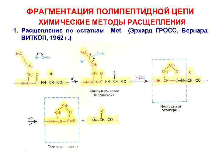 ФРАГМЕНТАЦИЯ ПОЛИПЕПТИДНОЙ ЦЕПИ ХИМИЧЕСКИЕ МЕТОДЫ РАСЩЕПЛЕНИЯ 1. Расщепление по остаткам ВИТКОП, 1962 г. )