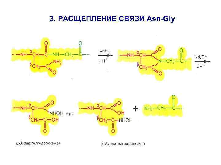 3. РАСЩЕПЛЕНИЕ СВЯЗИ Asn-Gly 