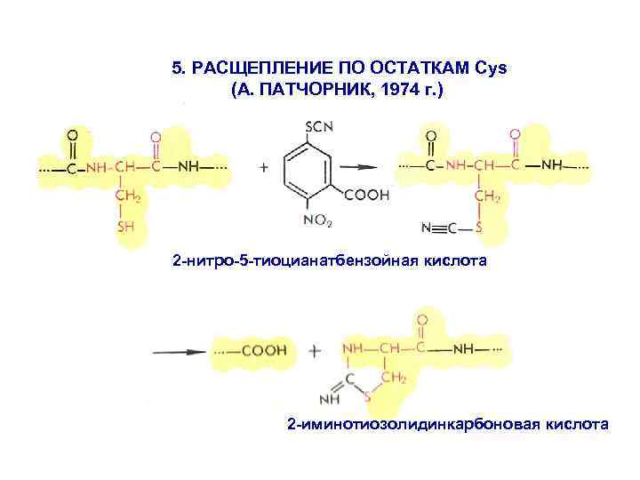 5. РАСЩЕПЛЕНИЕ ПО ОСТАТКАМ Cys (А. ПАТЧОРНИК, 1974 г. ) 2 -нитро-5 -тиоцианатбензойная кислота