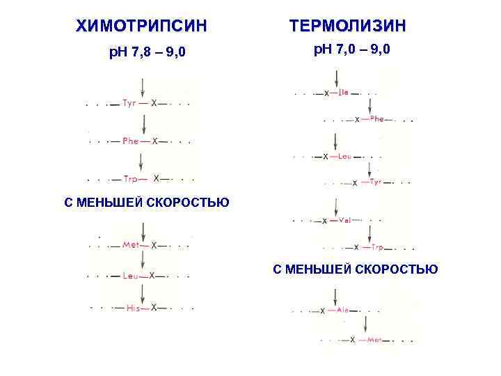 ХИМОТРИПСИН p. H 7, 8 – 9, 0 ТЕРМОЛИЗИН p. H 7, 0 –