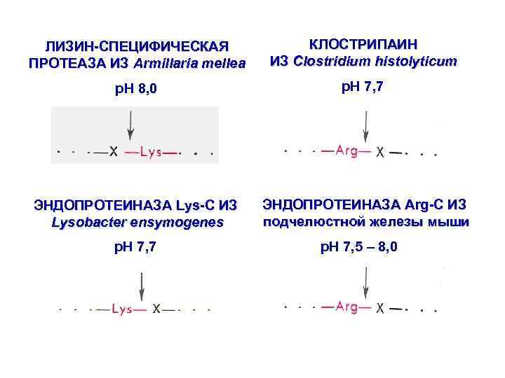 ЛИЗИН-СПЕЦИФИЧЕСКАЯ ПРОТЕАЗА ИЗ Armillaria mellea КЛОСТРИПАИН ИЗ Clostridium histolyticum p. H 8, 0 p.