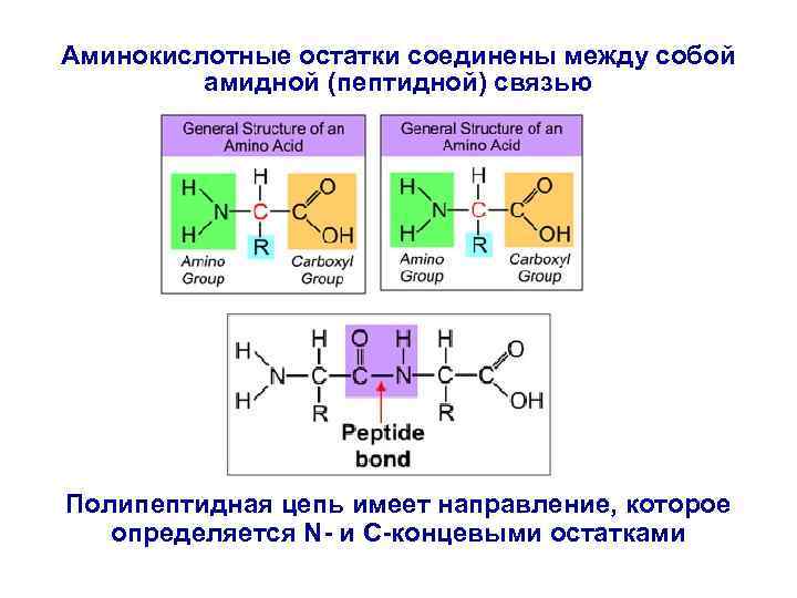 Аминокислотные остатки соединены между собой амидной (пептидной) связью Полипептидная цепь имеет направление, которое определяется