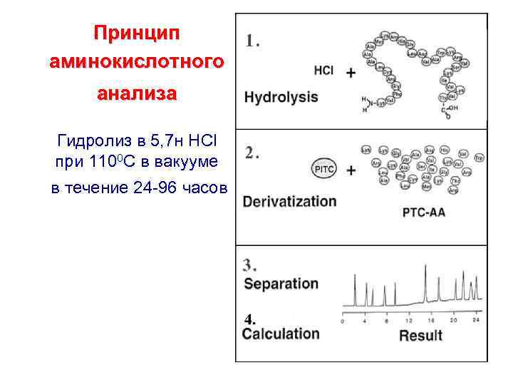 Принцип аминокислотного анализа Гидролиз в 5, 7 н HCl при 1100 C в вакууме