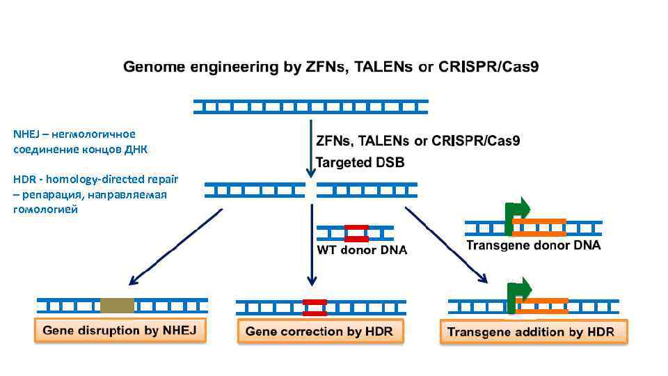 NHEJ – негмологичное соединение концов ДНК HDR - homology-directed repair – репарация, направляемая гомологией