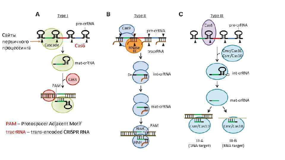 Сайты первичного процессинга Cas 6 PAM – Protospacer Adjacent Motif tracr. RNA – trans-encoded