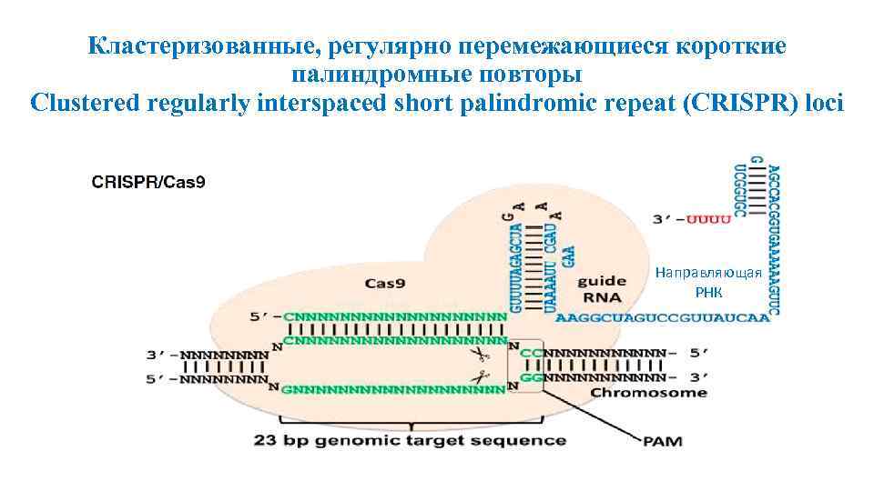 Кластеризованные, регулярно перемежающиеся короткие палиндромные повторы Сlustered regularly interspaced short palindromic repeat (CRISPR) loci