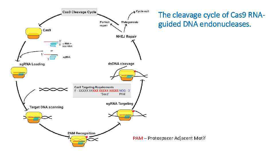 The cleavage cycle of Cas 9 RNAguided DNA endonucleases. PAM – Protospacer Adjacent Motif
